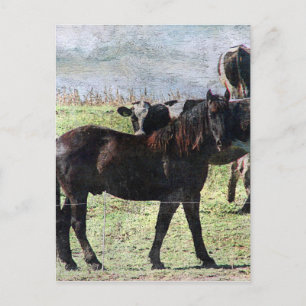 Rind Postkarte