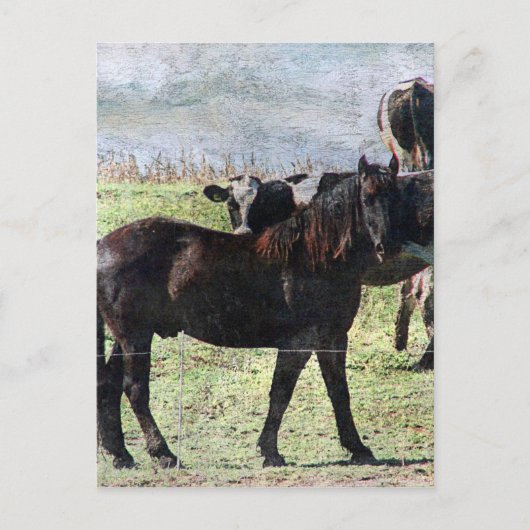 Rind Postkarte (Vorderseite)