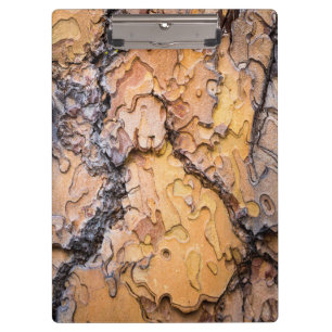 Rinde der Ponderosa-Kiefer, Washington Klemmbrett