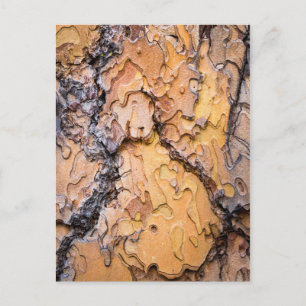 Rinde der Ponderosa-Kiefer, Washington Postkarte