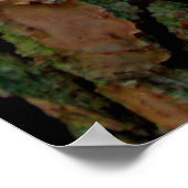 Rinde eines georgischen Kieferns Poster (Ecke)