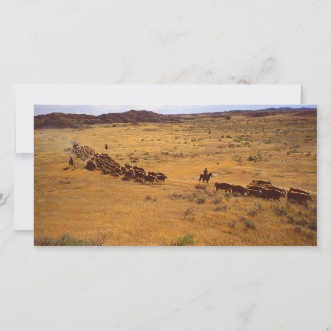 Rinder (Vorderseite)