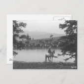 Rinder an einem Teich mit zwei Cowboys. Postkarte (Vorne/Hinten)