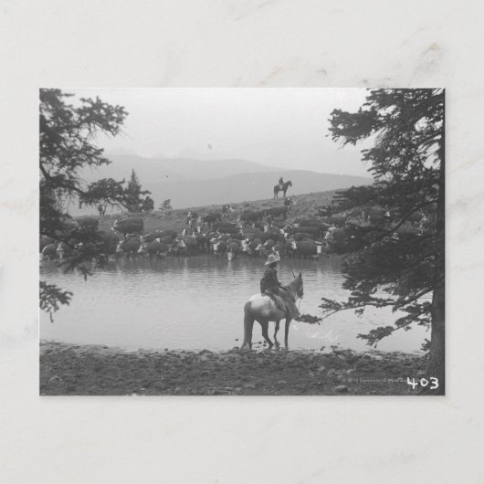 Rinder an einem Teich mit zwei Cowboys. Postkarte (Vorderseite)