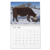 Rinder auf der Ranch Kalender (Jan 2026)