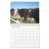 Rinder auf der Ranch Kalender (Mär 2026)