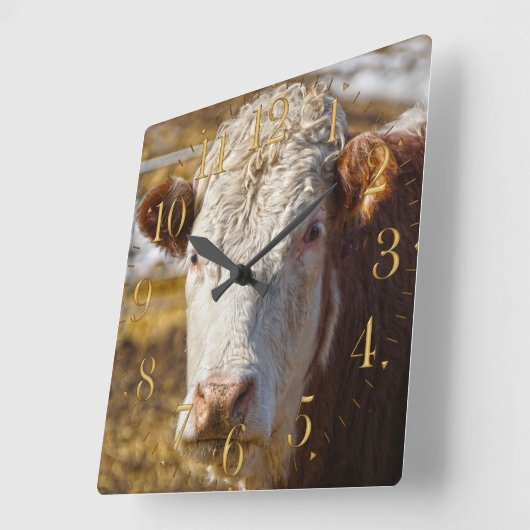 Rinder Beauty - Rinder Quadratische Wanduhr (Winkel)