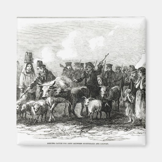 Rinder für Rent Magnet (Vorne)