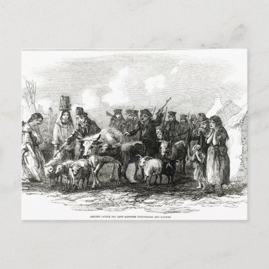 Rinder für Rent Postkarte (Vorderseite)