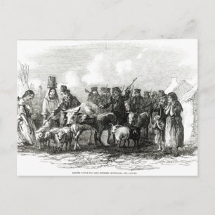 Rinder für Rent Postkarte