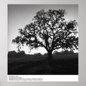 Rinder hinter einem Baum von Ansel Adams Poster (Vorne)