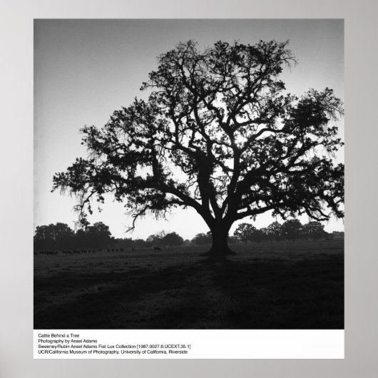 Rinder hinter einem Baum von Ansel Adams Poster (Vorne)