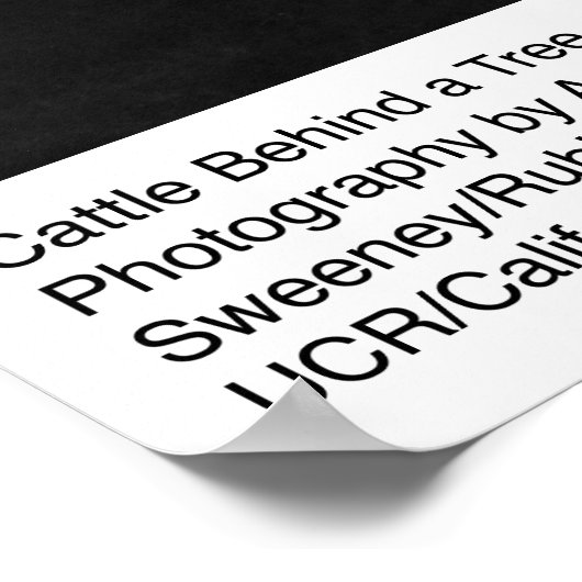 Rinder hinter einem Baum von Ansel Adams Poster (Ecke)