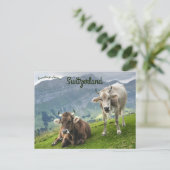 Rinder in der Schweiz Postkarte (Stehend Vorderseite)
