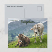 Rinder in der Schweiz Postkarte (Vorne/Hinten)