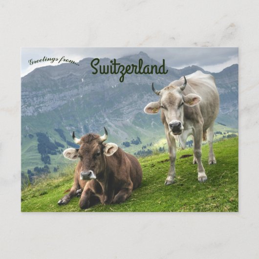 Rinder in der Schweiz Postkarte (Vorderseite)