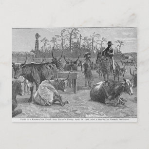 Rinder in Kansas Corral Postkarte