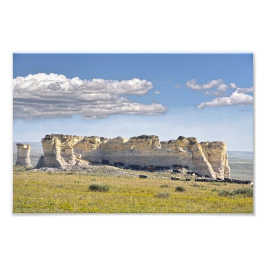 Rinder in Monument Rocks, Kansas Fotodruck (Vorne)
