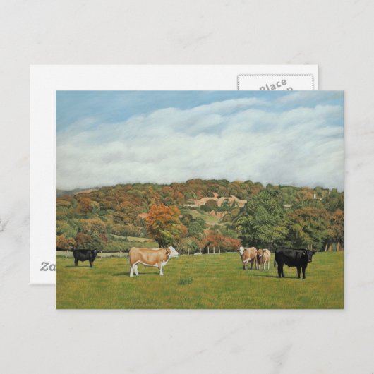 Rinder in Pentyron Postkarte (Vorne/Hinten)