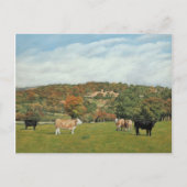 Rinder in Pentyron Postkarte (Vorderseite)