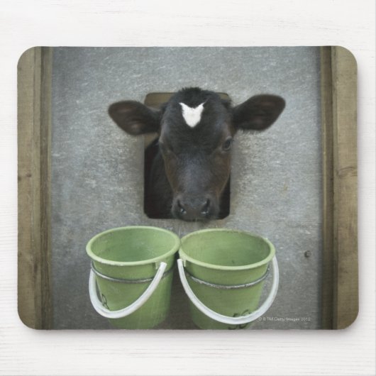 Rinder, individueller Pen Mousepad (Vorne)