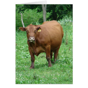 Rinder, Jeden Anlaß-Leere-Grußkarte