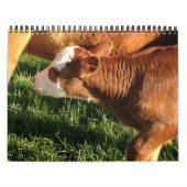 Rinder Kalender (Titelbild)