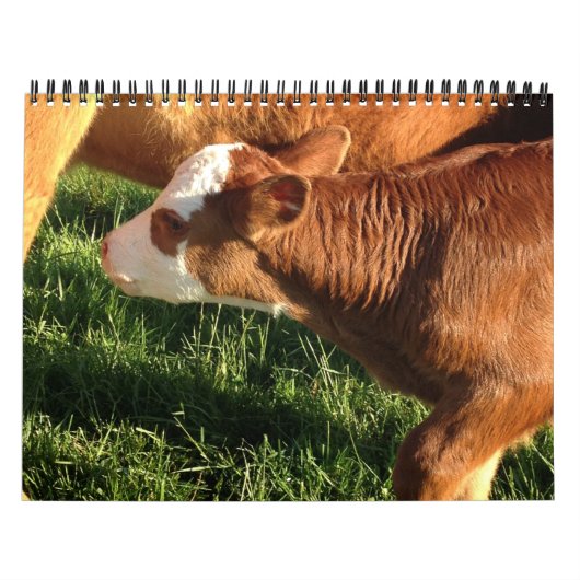 Rinder Kalender (Titelbild)