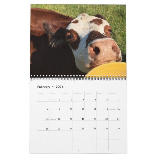 Rinder Kalender (Feb 2026)