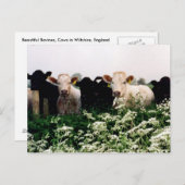 Rinder, Kühe in Wiltshire, England Postkarte (Vorne/Hinten)