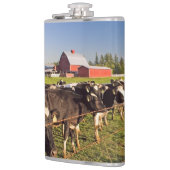 Rinder mit rotem Stall und Rainier-Zweitone-Co Flachmann (Links)