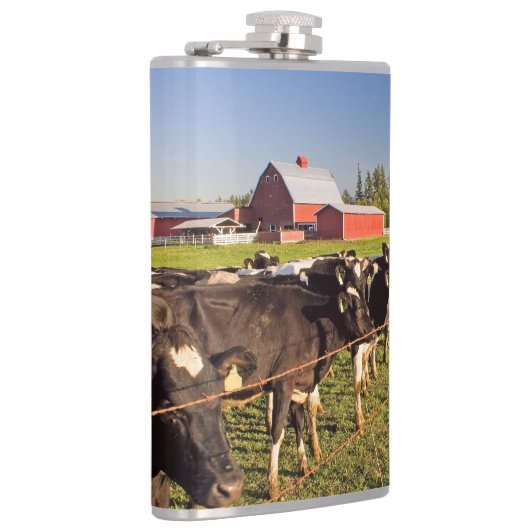 Rinder mit rotem Stall und Rainier-Zweitone-Co Flachmann (Rechts)