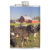 Rinder mit rotem Stall und Rainier-Zweitone-Co Flachmann (Vorderseite)