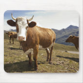 Rinder Mousepad (Vorne)