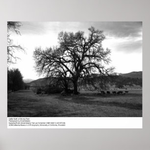 Rinder nördlich von Stoney Ford von Ansel Adams Poster