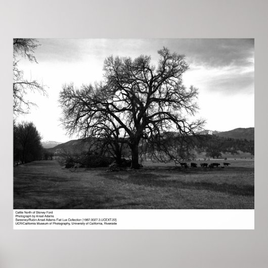 Rinder nördlich von Stoney Ford von Ansel Adams Poster (Vorne)