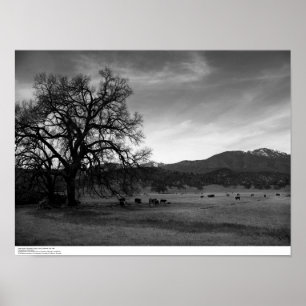 Rinder nördlich von Stonyford, Landkreis Colusa, C Poster