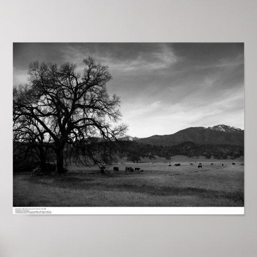 Rinder nördlich von Stonyford, Landkreis Colusa, C Poster (Vorne)