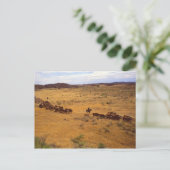 Rinder Postkarte (Stehend Vorderseite)