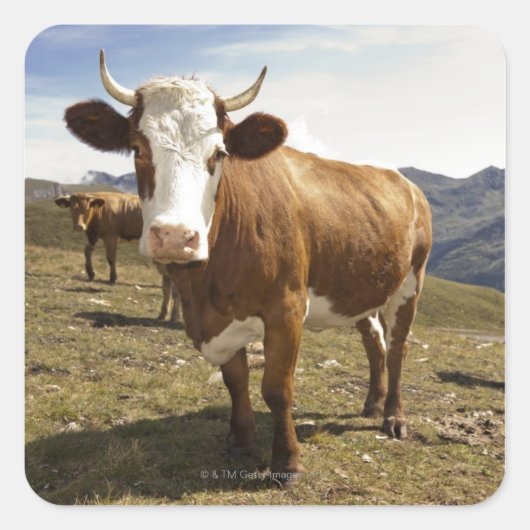 Rinder Quadratischer Aufkleber (Vorderseite)
