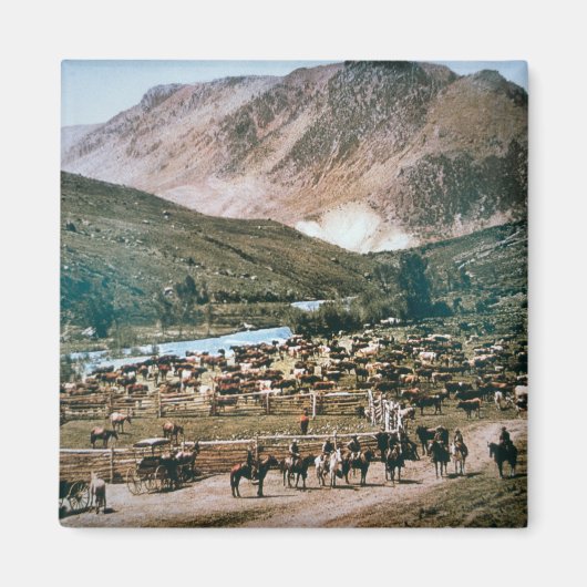 Rinder Ranch, Colorado, 1899 (Foto) Magnet (Vorne)