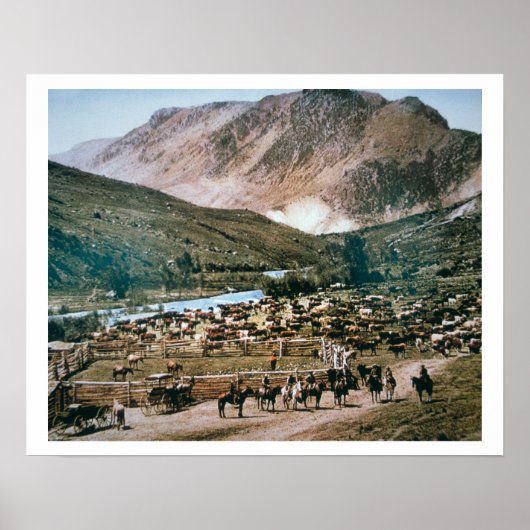 Rinder Ranch, Colorado, 1899 (Foto) Poster (Vorne)