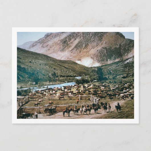 Rinder Ranch, Colorado, 1899 (Foto) Postkarte (Vorderseite)