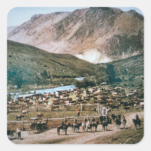 Rinder Ranch, Colorado, 1899 (Foto) Quadratischer Aufkleber (Vorderseite)