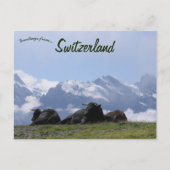 Rinder Schweizer Alpen Schweiz Postkarte (Vorderseite)