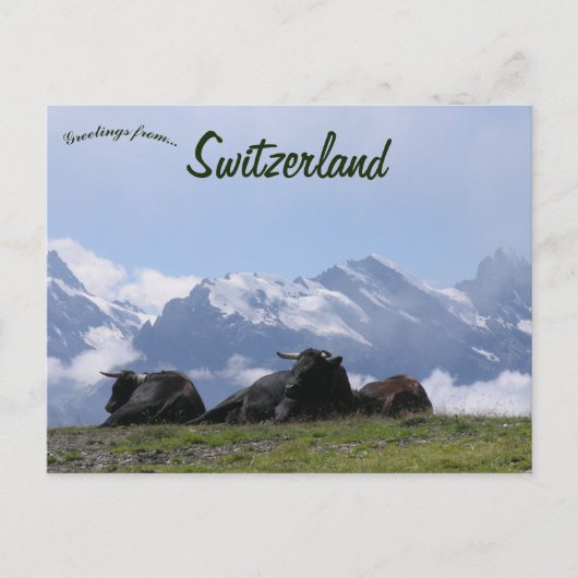 Rinder Schweizer Alpen Schweiz Postkarte (Vorderseite)
