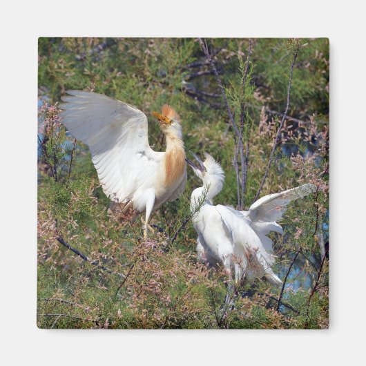 Rinder-Spargel Magnet (Vorne)