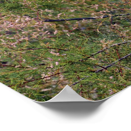 Rinder-Spargel Poster (Ecke)