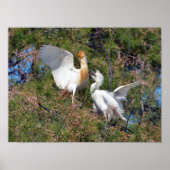 Rinder-Spargel Poster (Vorne)