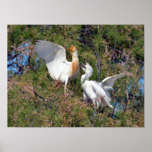 Rinder-Spargel Poster